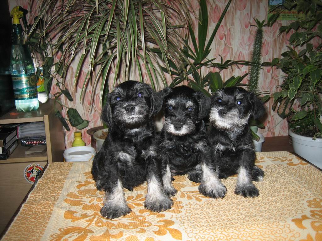 papy miniature schnauzer